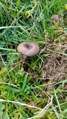 Entoloma caesiocinctum