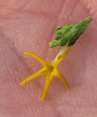 Manulea obovata