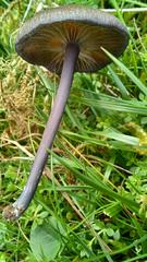 Entoloma caesiocinctum