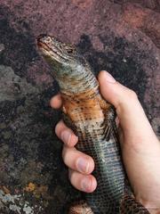 Matobosaurus validus