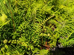 Gleichenia dicarpa