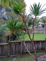 Cordyline obtecta