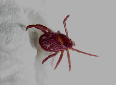 Rhipicephalus maculatus