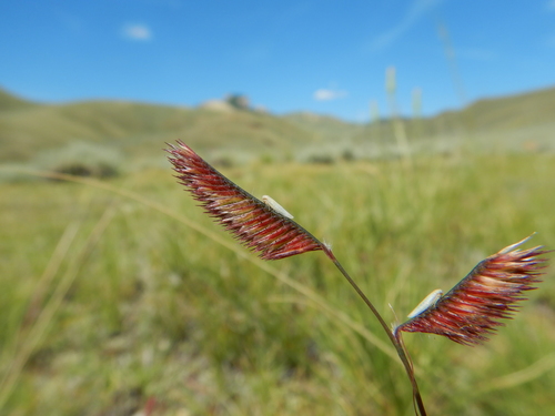 blue grama (Bouteloua gracilis)