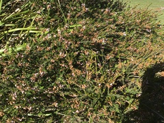 Thryptomene saxicola