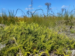 Gleichenia dicarpa