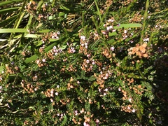 Thryptomene saxicola