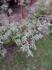 Pittosporum eugenioides