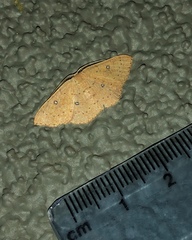Cyclophora dataria