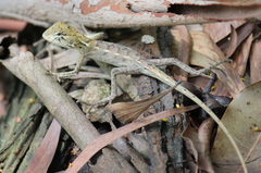 Calotes versicolor
