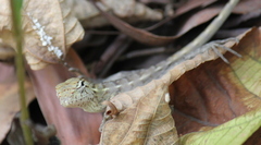 Calotes versicolor