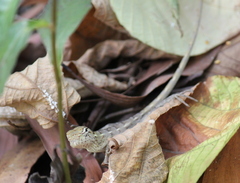 Calotes versicolor
