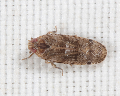 Catonia lunata