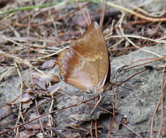 Charaxes bernardus