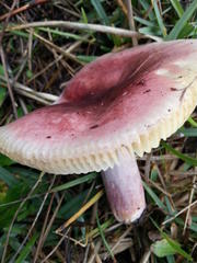 Russula queletii