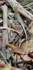 Calotes versicolor