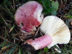 Russula queletii
