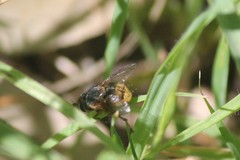 Calliphora hilli