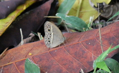 Mycalesis