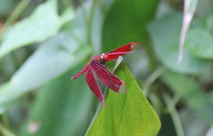 Neurothemis fulvia