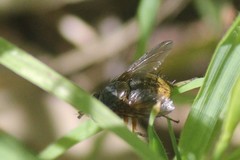 Calliphora hilli