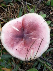 Russula queletii