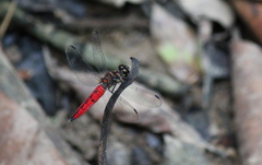 Lyriothemis