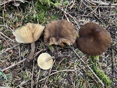 Lactarius lignyotellus