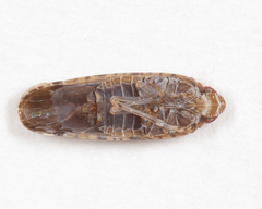 Catonia lunata