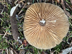 Lactarius lignyotellus