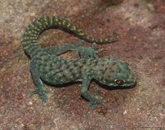 Pachydactylus affinis