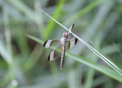Neurothemis tullia