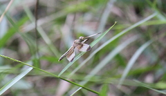 Neurothemis tullia