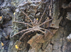 Heteropoda venatoria