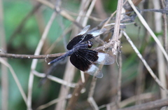 Neurothemis tullia