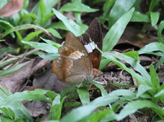 Charaxes bernardus