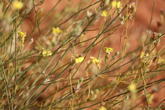 Goodenia armitiana