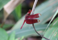 Neurothemis fulvia