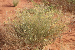 Goodenia armitiana