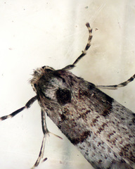 Lepidoscia heliochares