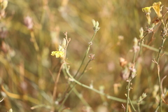 Goodenia armitiana
