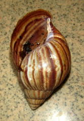 Achatinidae