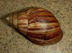 Achatinidae