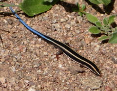 Dwarf Plated Lizard photo 3