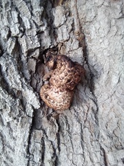 Cerioporus squamosus