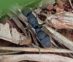 Bothroponera cariosa