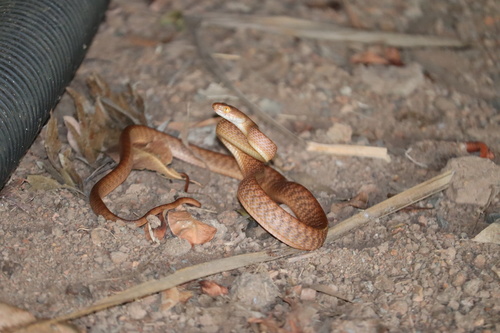 Brown Tree Snake sighting