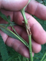 Grapholita delineana