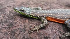 Platysaurus minor