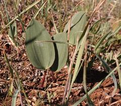 Eriospermum macgregoriorum